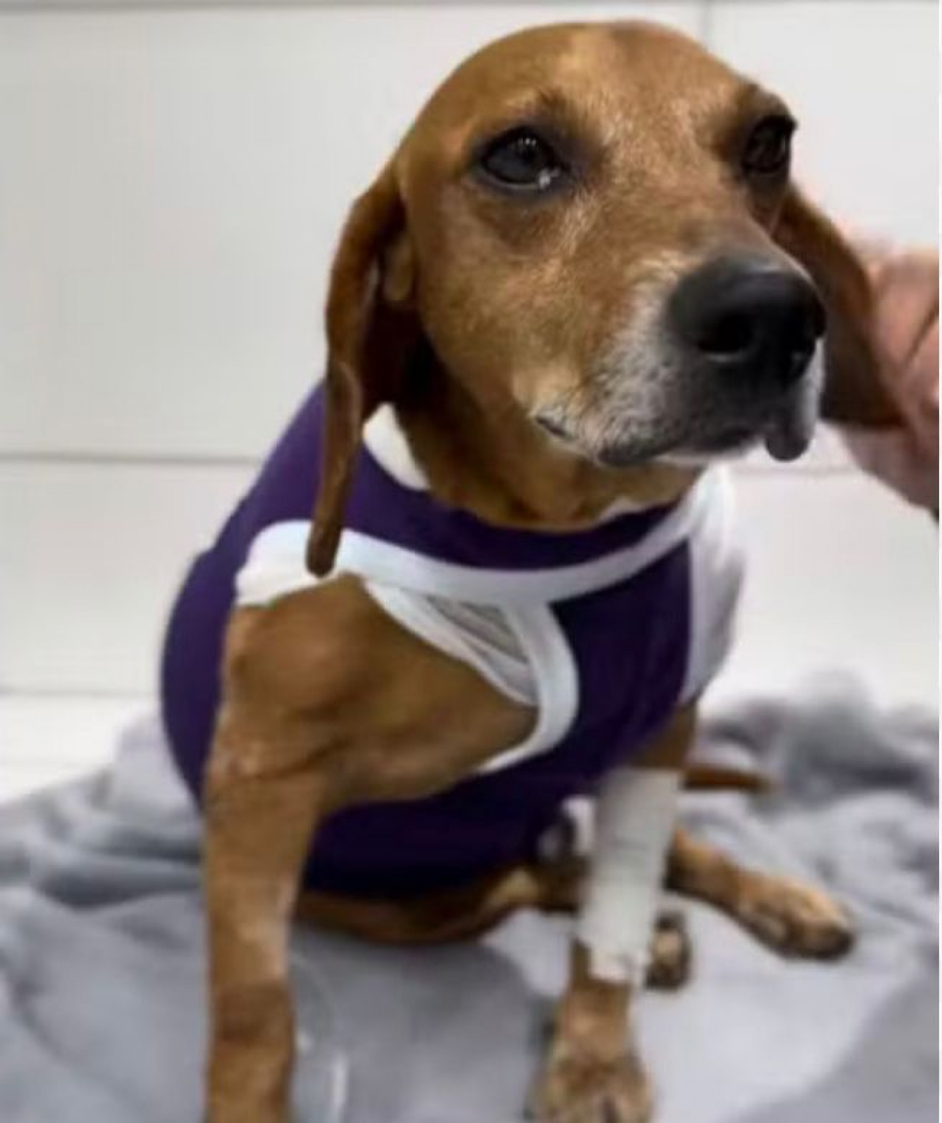 Vira-lata caramelo Johnny sofreu ataque em março deste ano