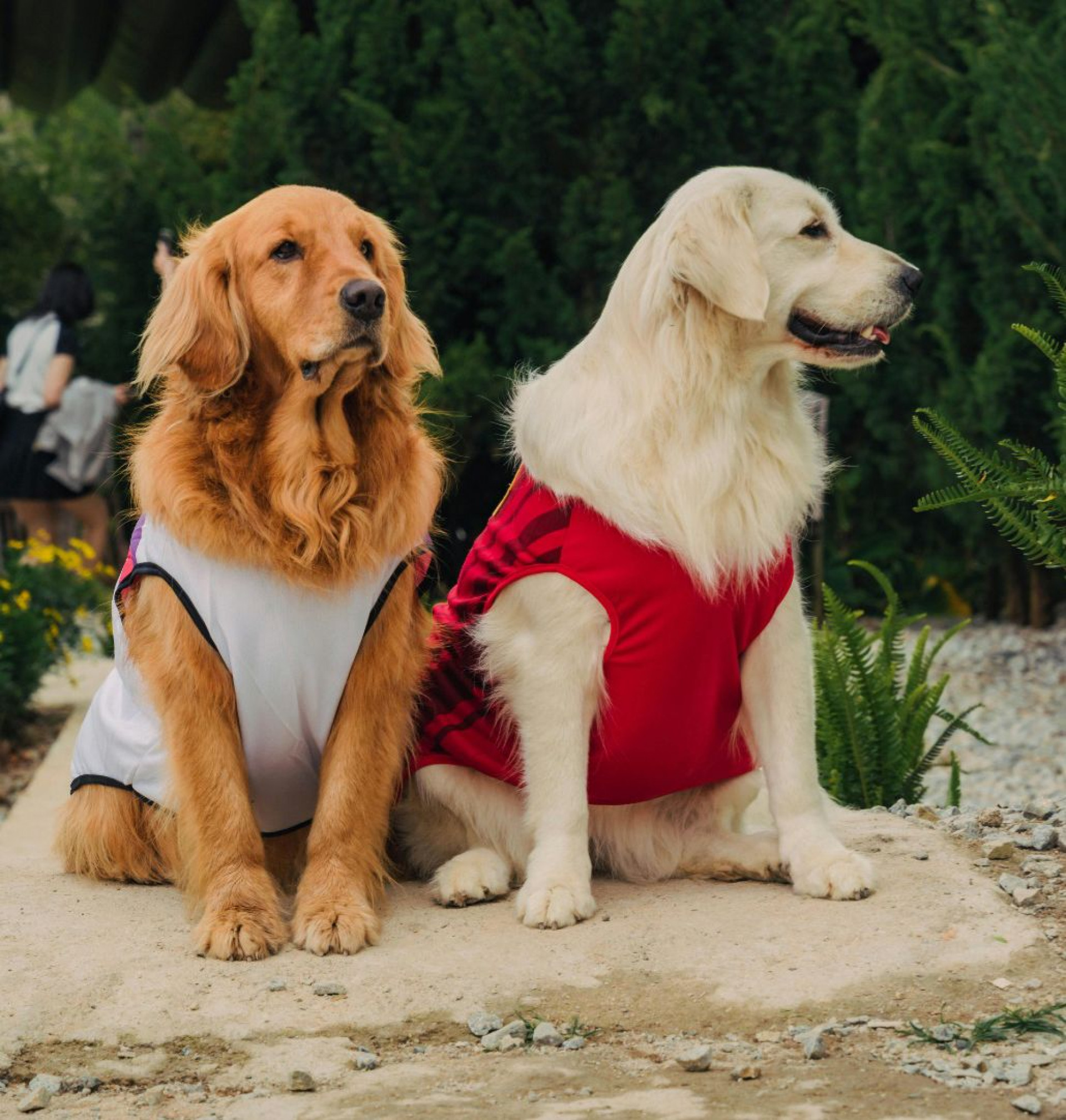 Um dos principais pontos de atenção é o carrapato-estrela, especialmente em sua fase larval