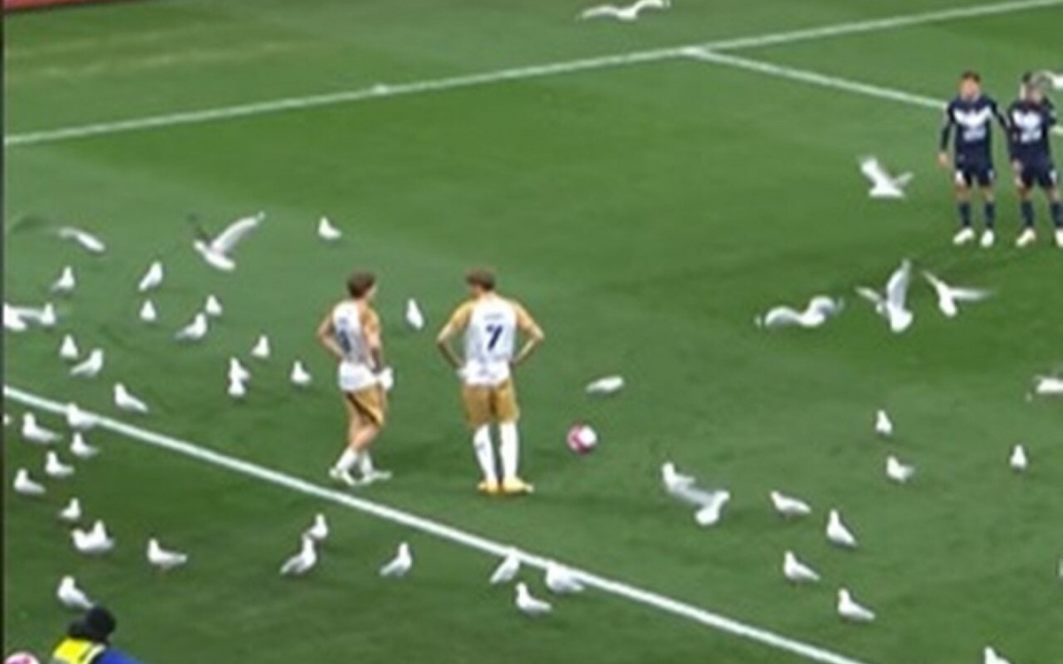 V&iacute;deo: gaivotas “invadem” campo e paralisam jogo na Austr&aacute;lia