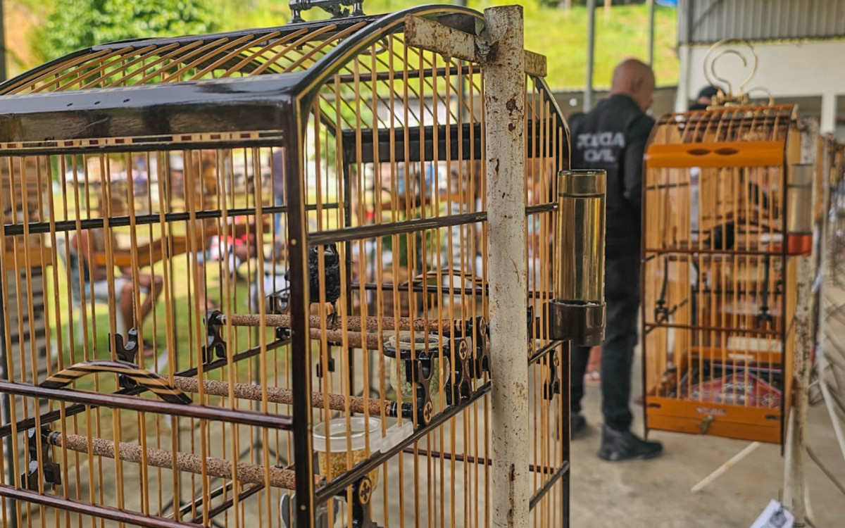 Mais de 30 pessoas são detidas em torneio ilegal de pássaros