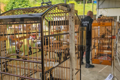 Mais de 30 pessoas são detidas em torneio ilegal de pássaros