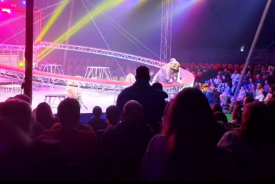 Vídeo! Tigre avança em direção ao público em circo, na Rússia