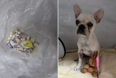 Tutora é presa depois de cachorro ingerir 55 pedras de crack