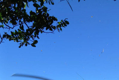 Turista é socorrido por helicóptero ao ficar ferido na Pedra do Telégrafo; veja o vídeo