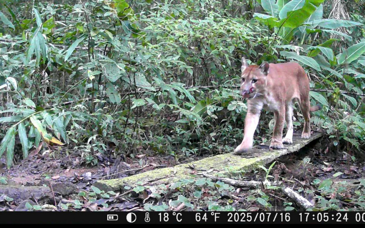 Reserva Biológica União reúne biodiversidade, amplia território e fortalece preservação ambiental no interior do estado