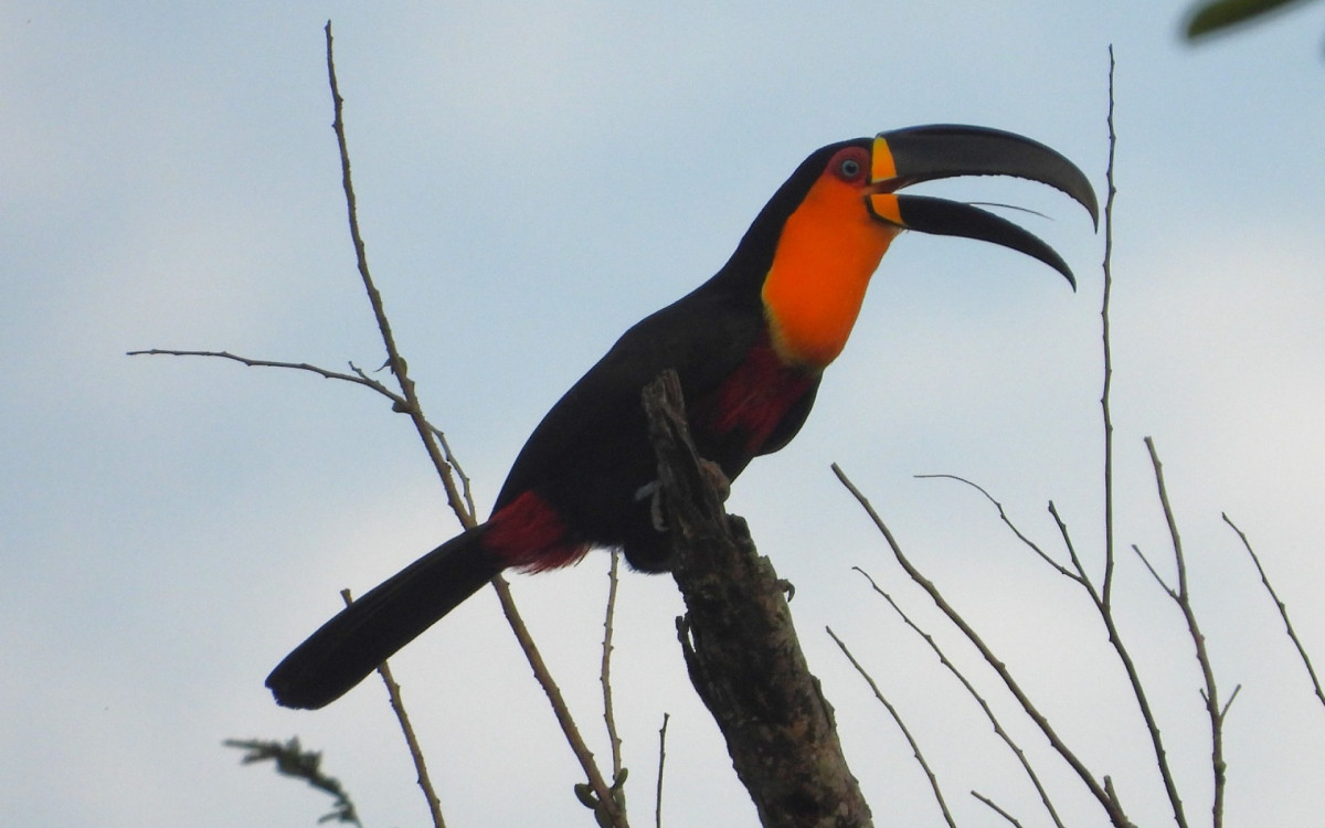 Reserva Biológica União reúne biodiversidade, amplia território e fortalece preservação ambiental no interior do estado