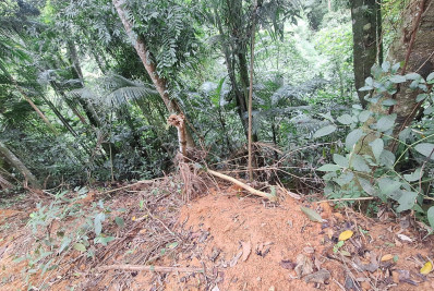 Polícia Ambiental identifica corte irregular de árvores em Albuquerque