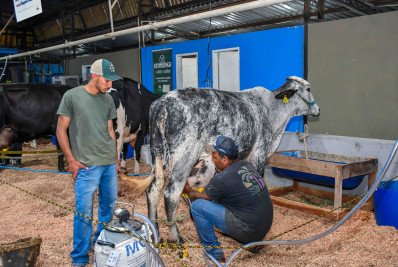 Resende conquista 1º lugar na produção leiteira do Estado do Rio de Janeiro