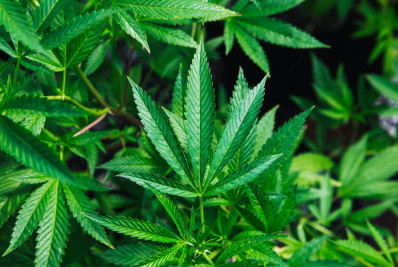 EUA mudam classificação e colocam maconha como droga menos perigosa