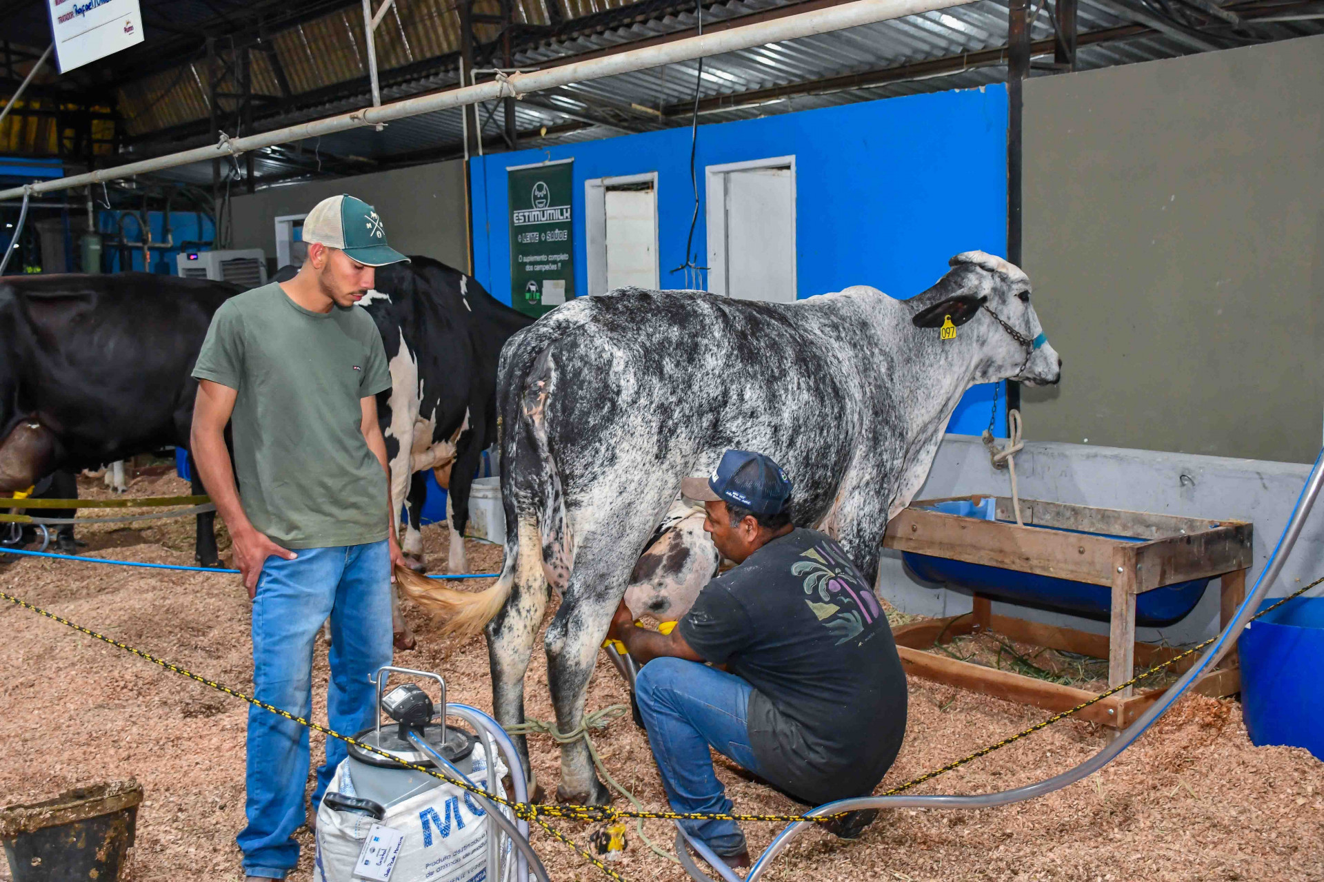 Resende conquista 1º lugar na produção leiteira do Estado do Rio de Janeiro