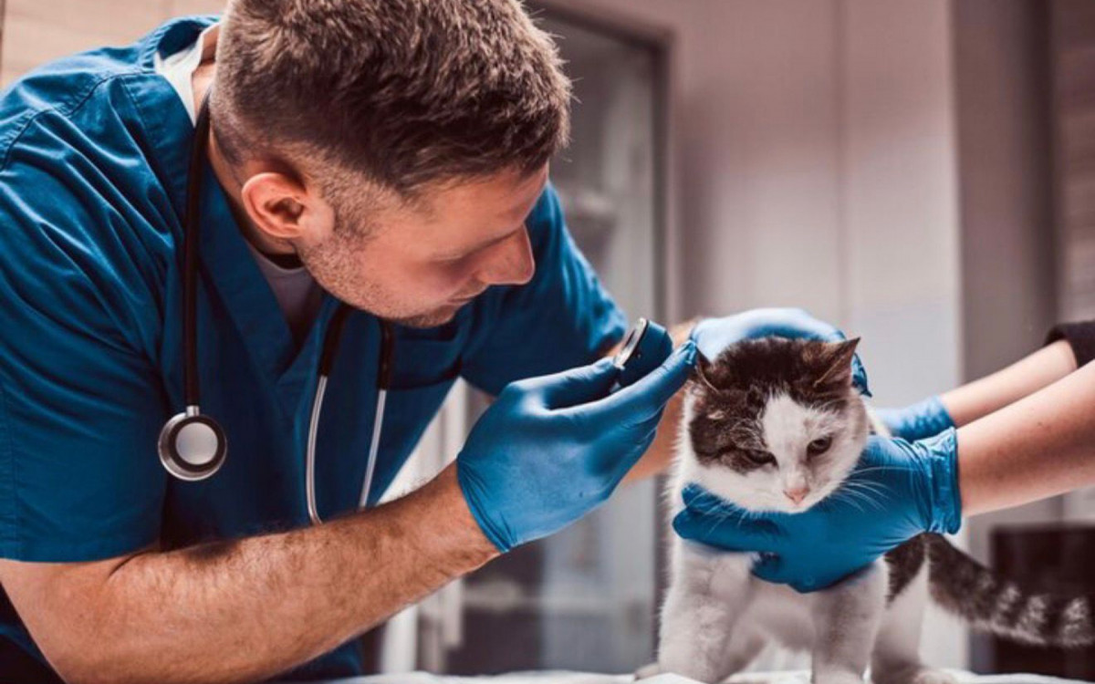 A data, promovida pela World Veterinary Association (WVA), destaca o conceito de One Health (Saúde Única)