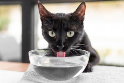 Maio Amarelo: Baixa ingestão de água aumenta sobrecarga renal em pets, indicam estudos