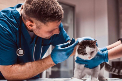 Dia Mundial da Medicina Veterinária destaca mais de 200 mil profissionais no Brasil