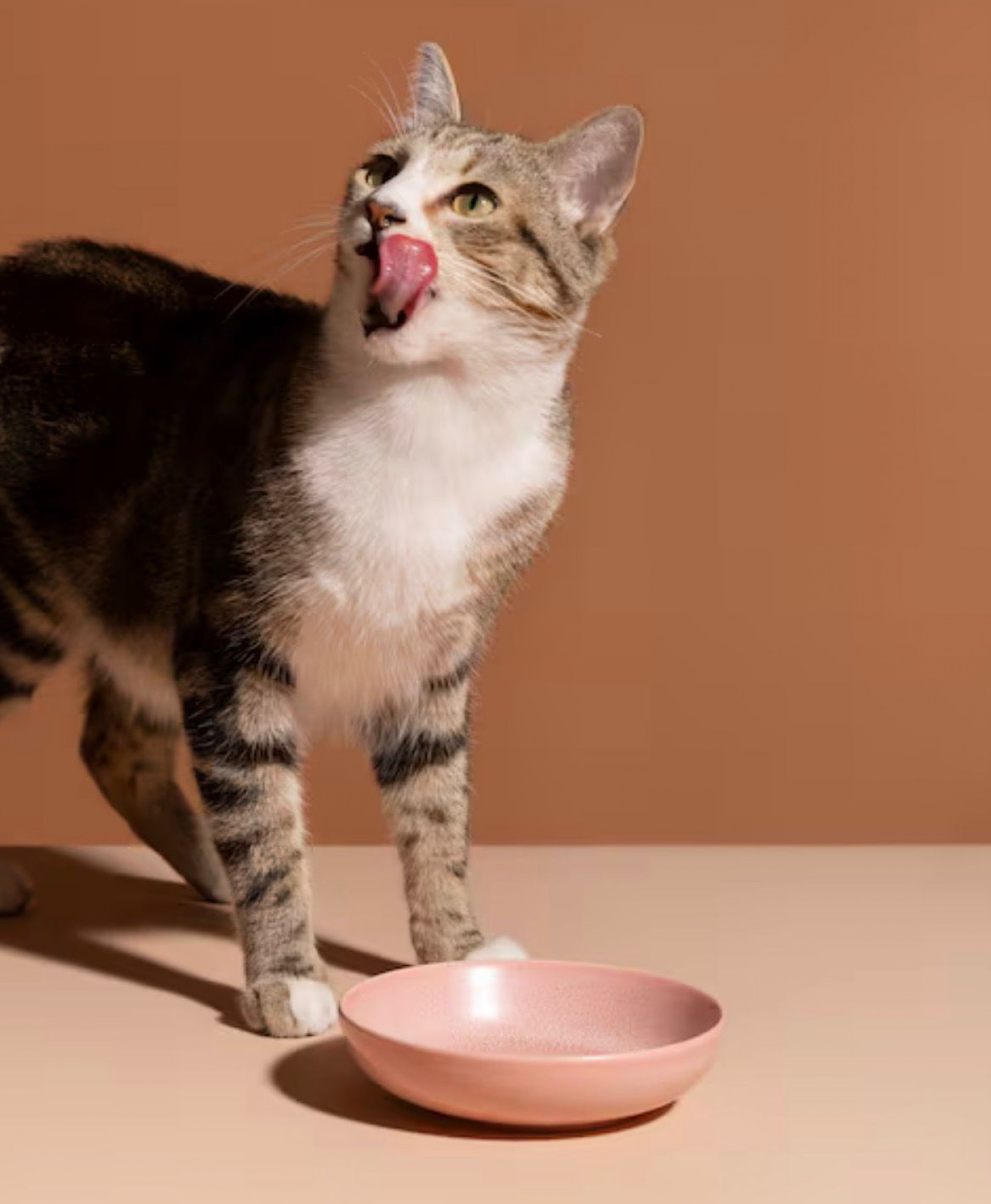 Os gatos estão entre os animais mais suscetíveis às doenças renais