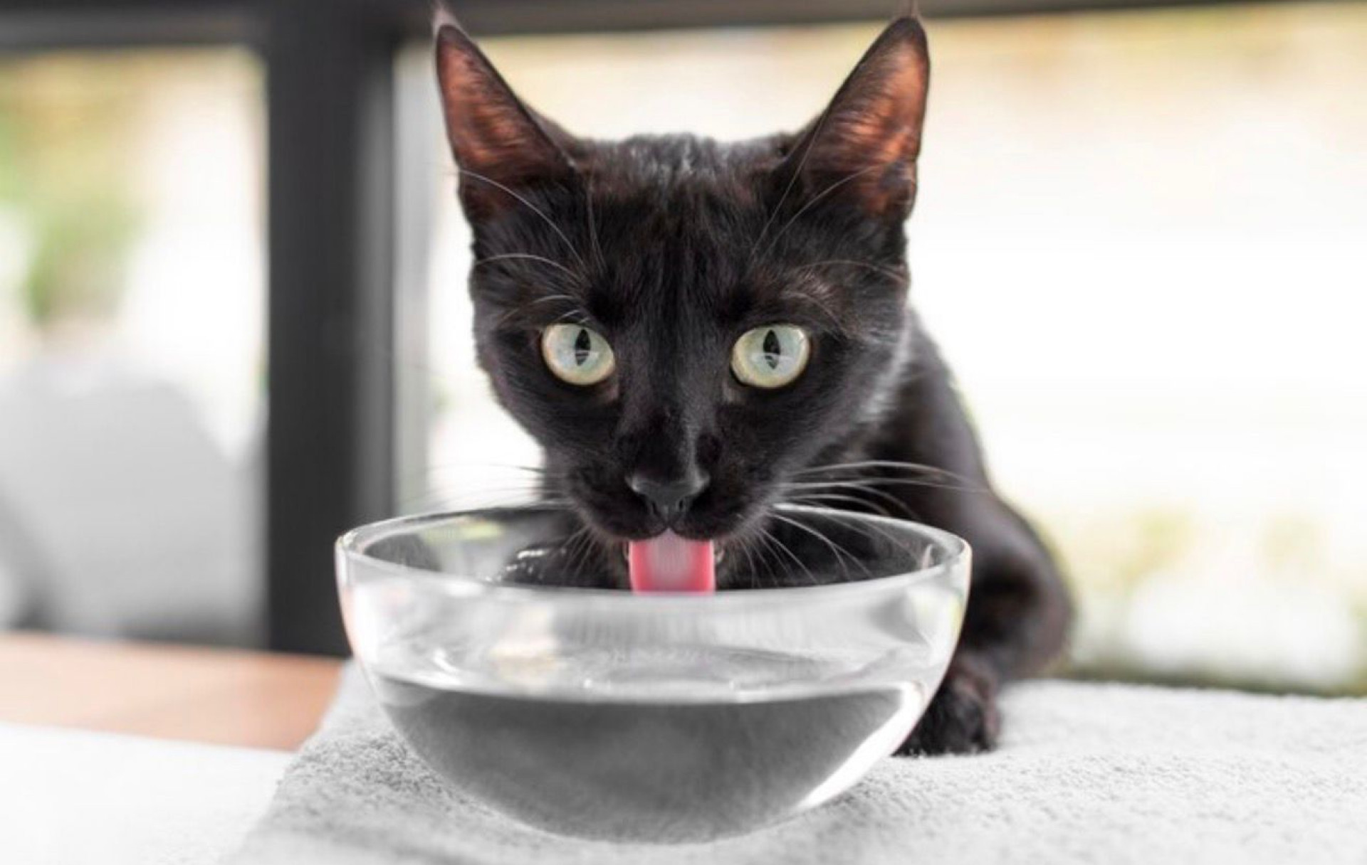 Maio Amarelo: Baixa ingestão de água aumenta sobrecarga renal em pets, indicam estudos