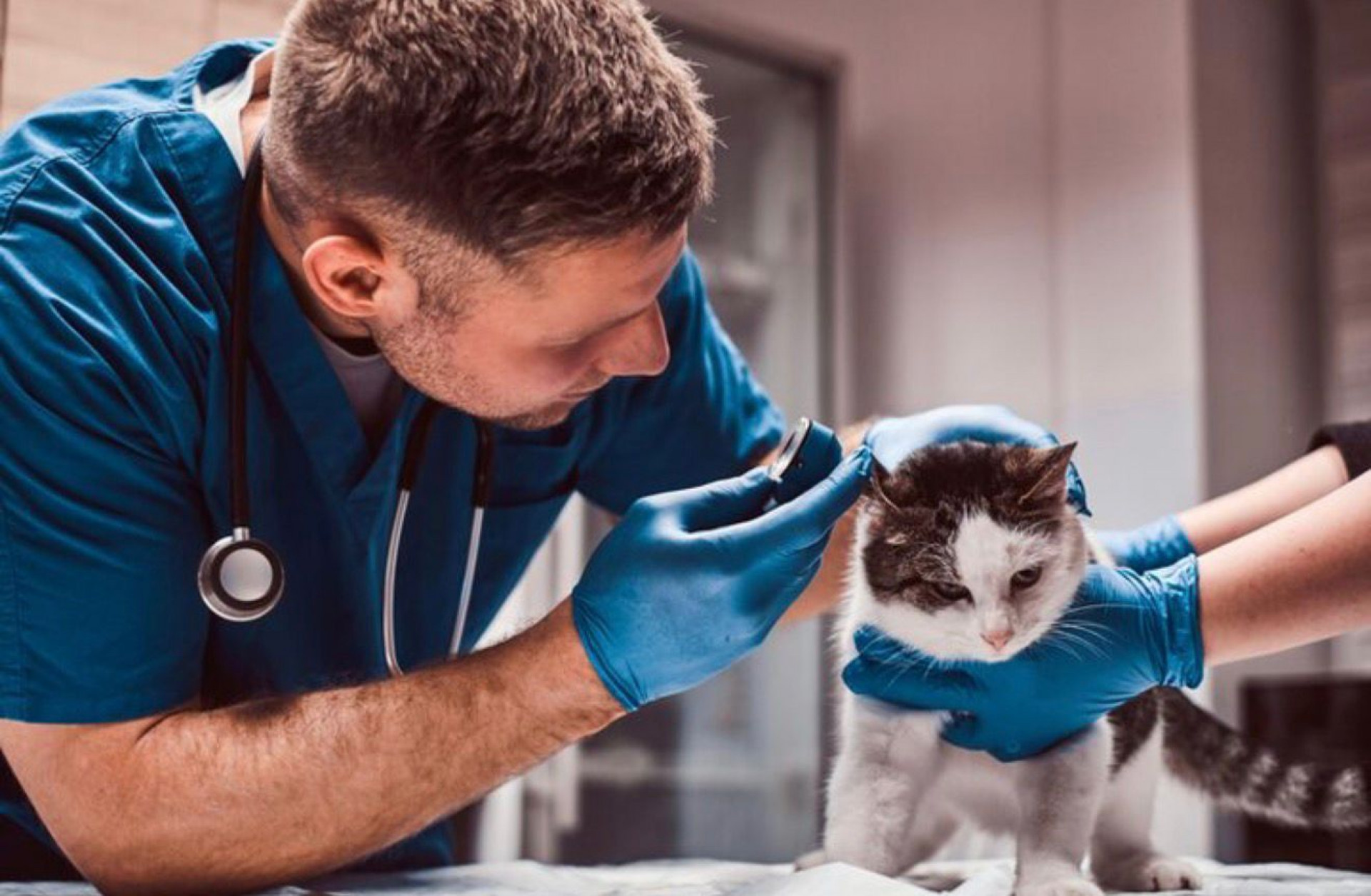 Dia Mundial da Medicina Veterinária destaca mais de 200 mil profissionais no Brasil