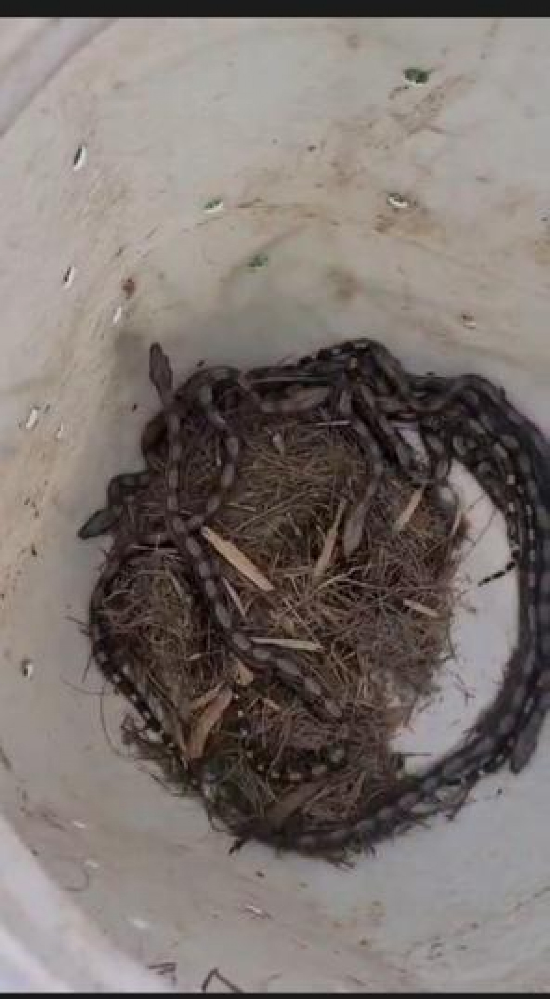 Vídeo: Inea resgata filhotes de jiboia em campo de universidade, em Belford Roxo