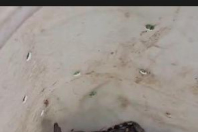 Vídeo: Inea resgata filhotes de jiboia em campo de universidade, em Belford Roxo