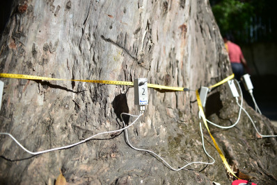 Tomografia é usada em árvores com risco em Niterói e reforça segurança urbana