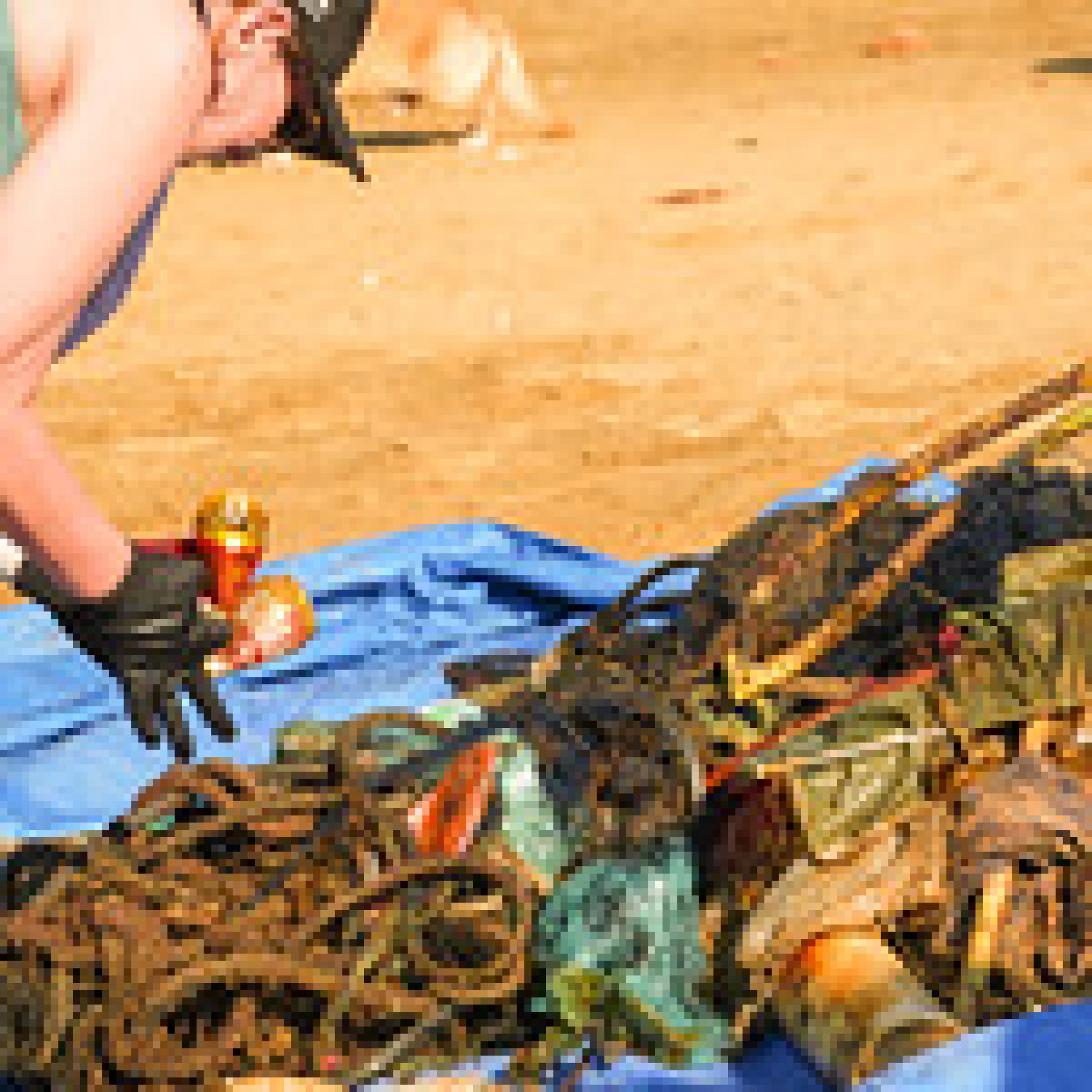 Praia da Longa recebe terceira edição de mutirão em defesa do meio ambiente