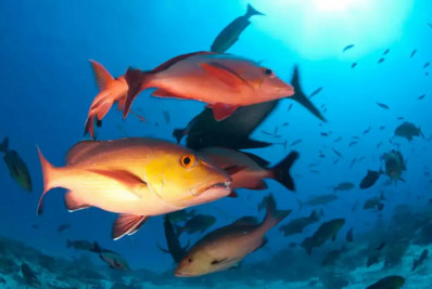 Lista inclui 100 espécies de peixe e invertebrados ameaçadas de extinção no país