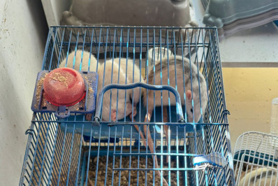 Secretaria de Proteção e Defesa Animal de Volta Redonda apreende 26 animais comercializados irregularmente em agropecuária 