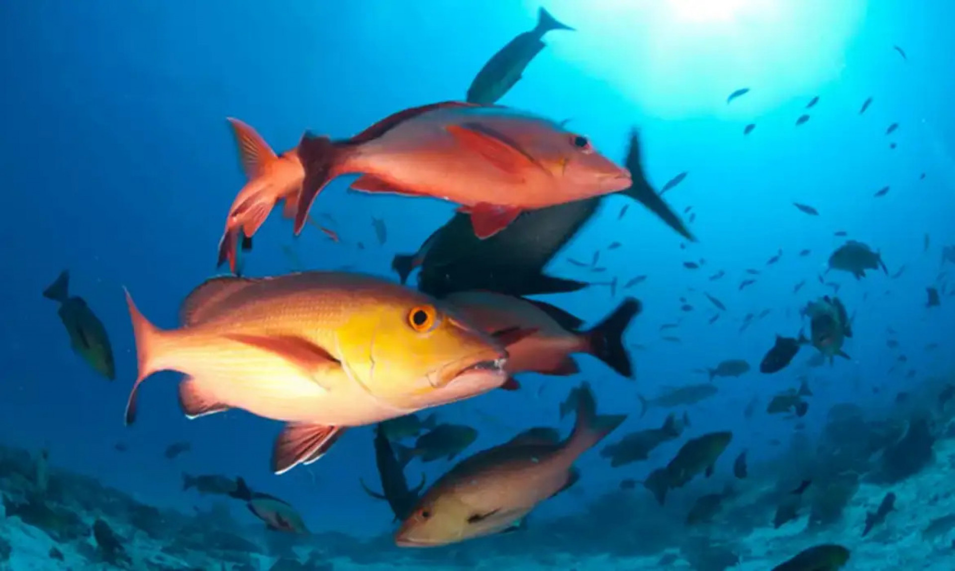 Lista inclui 100 espécies de peixe e invertebrados ameaçadas de extinção no país