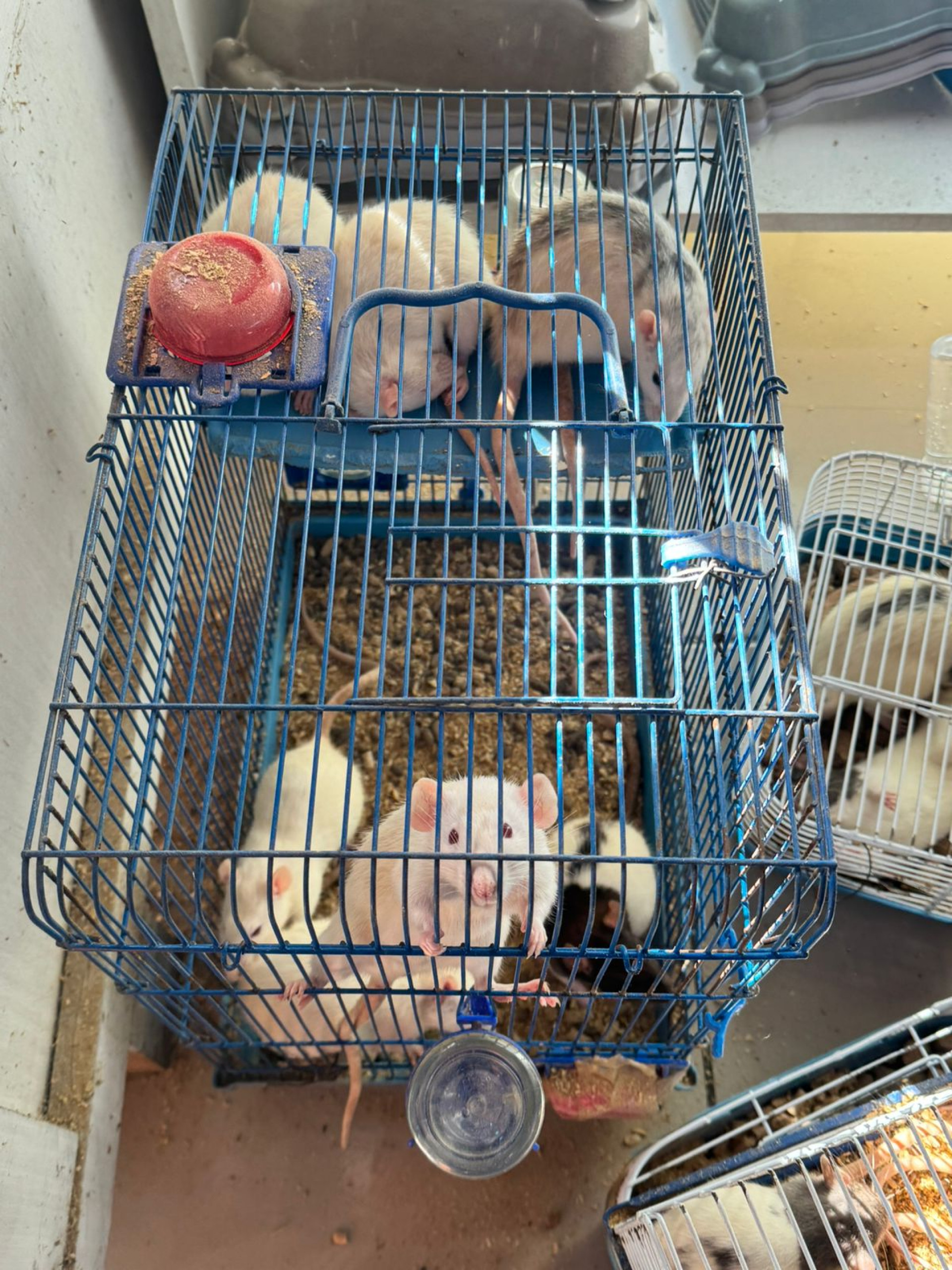 Secretaria de Proteção e Defesa Animal de Volta Redonda apreende 26 animais comercializados irregularmente em agropecuária