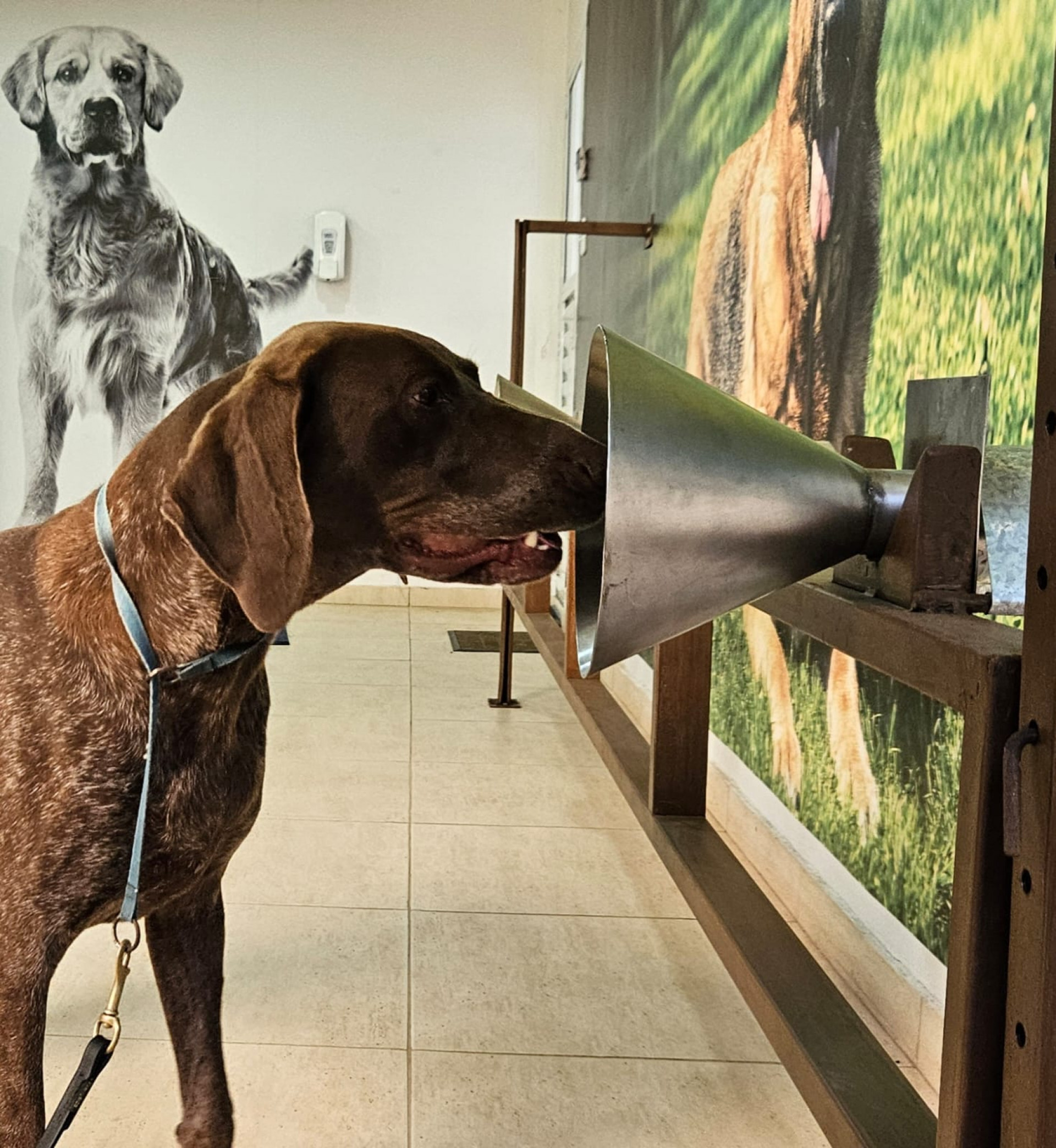 Projeto KDOG BRASIL (SFBO)