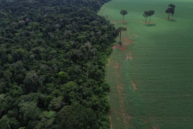 Brasil reduz em 42% perdas florestais em 2025, aponta estudo