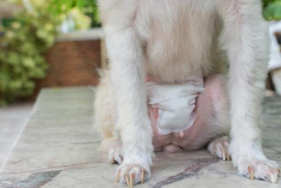 Castra+RJ começa em Casimiro e mobiliza tutores em busca de saúde para pets