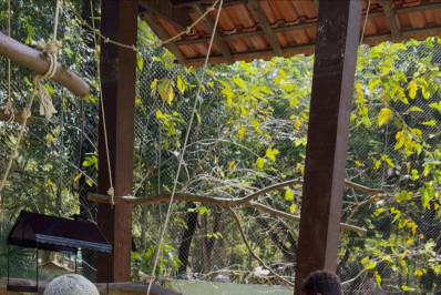 Recinto de imersão do Zoo-VR é revitalizado e reabre com melhorias e novos animais