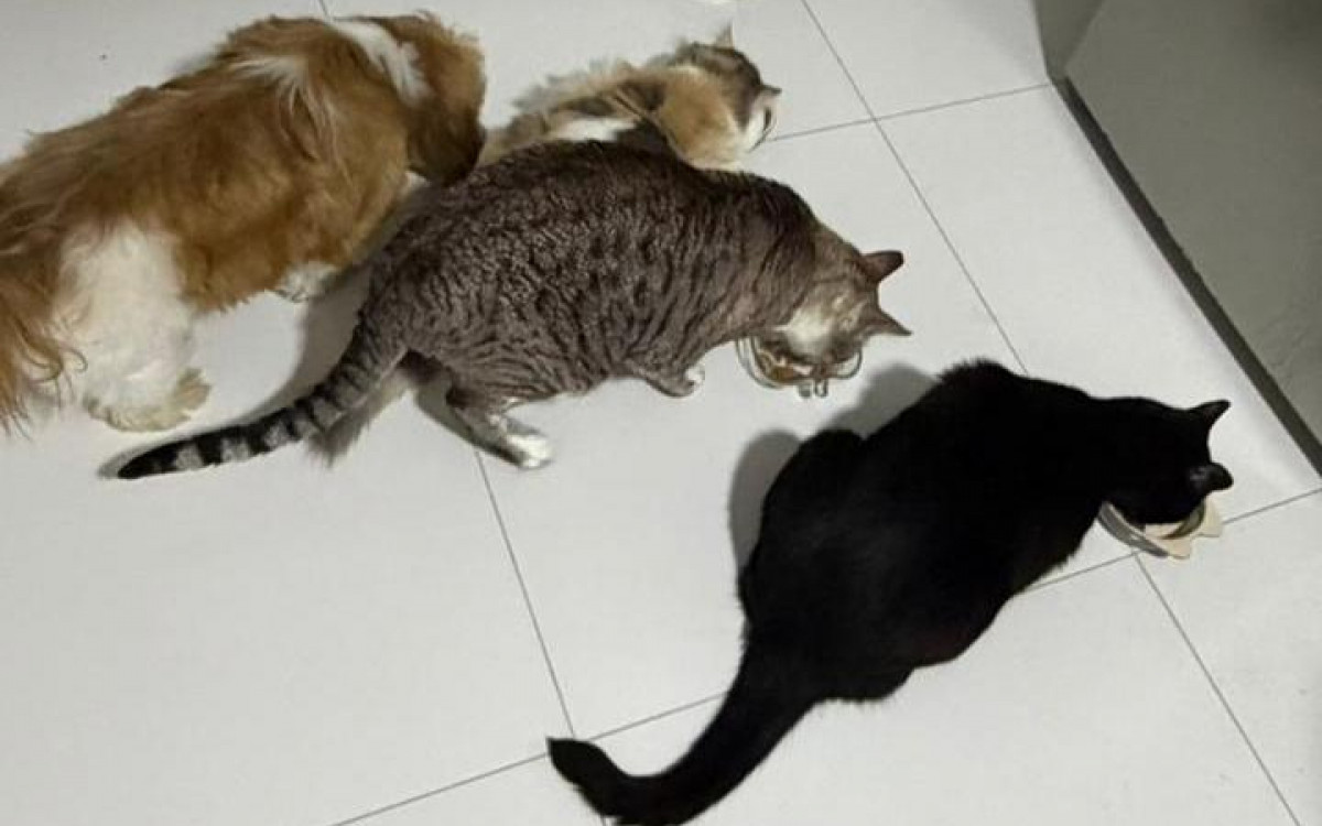  O avanço da medicina veterinária preventiva, aliado a uma alimentação mais equilibrada tem contribuído diretamente para o aumento da longevidade