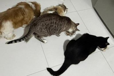 Expectativa de vida de cães e gatos aumenta e reforça importância da nutrição específica