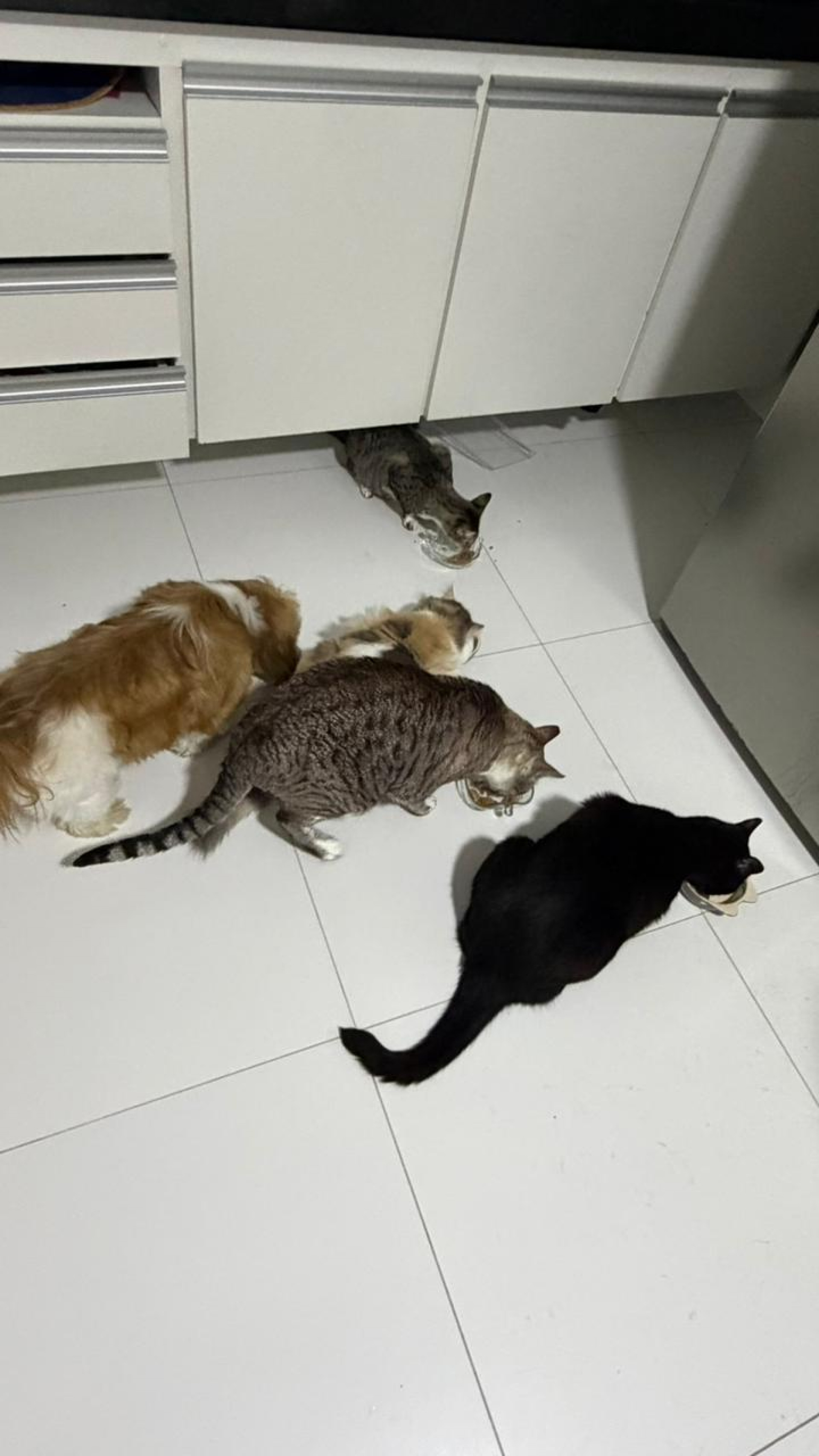As necessidades de nutrientes e energia de um animal não permanecem as mesmas ao longo dos anos