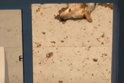 Tutoras são presas por abandonarem cachorro em apartamento durante feriadão
