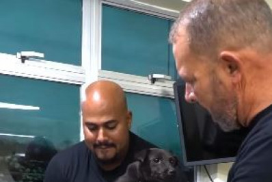 Homem é flagrado abusando de cadela e acaba preso