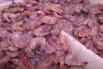 Pesca do camarão está liberada na Costa Verde