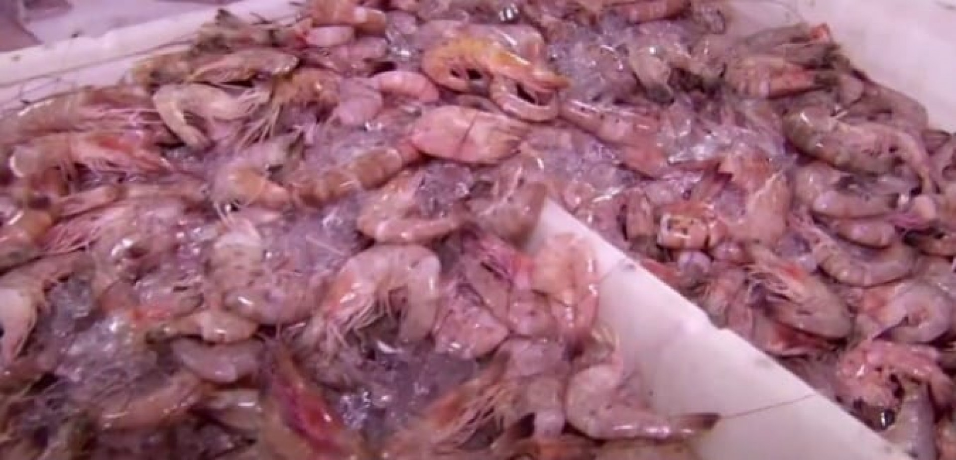 Pesca do camarão está liberada na Costa Verde