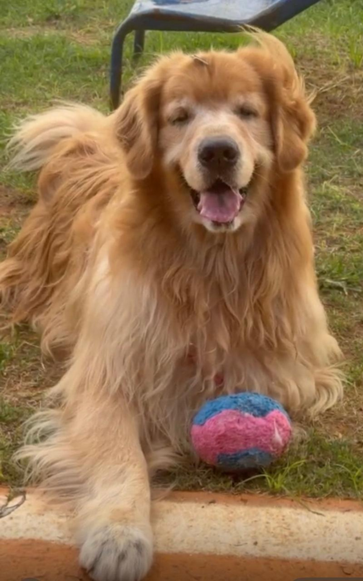 O golden retriever Boby se tornou c&atilde;o terapeuta ap&oacute;s superar c&acirc;ncer - Divulga&ccedil;&atilde;o