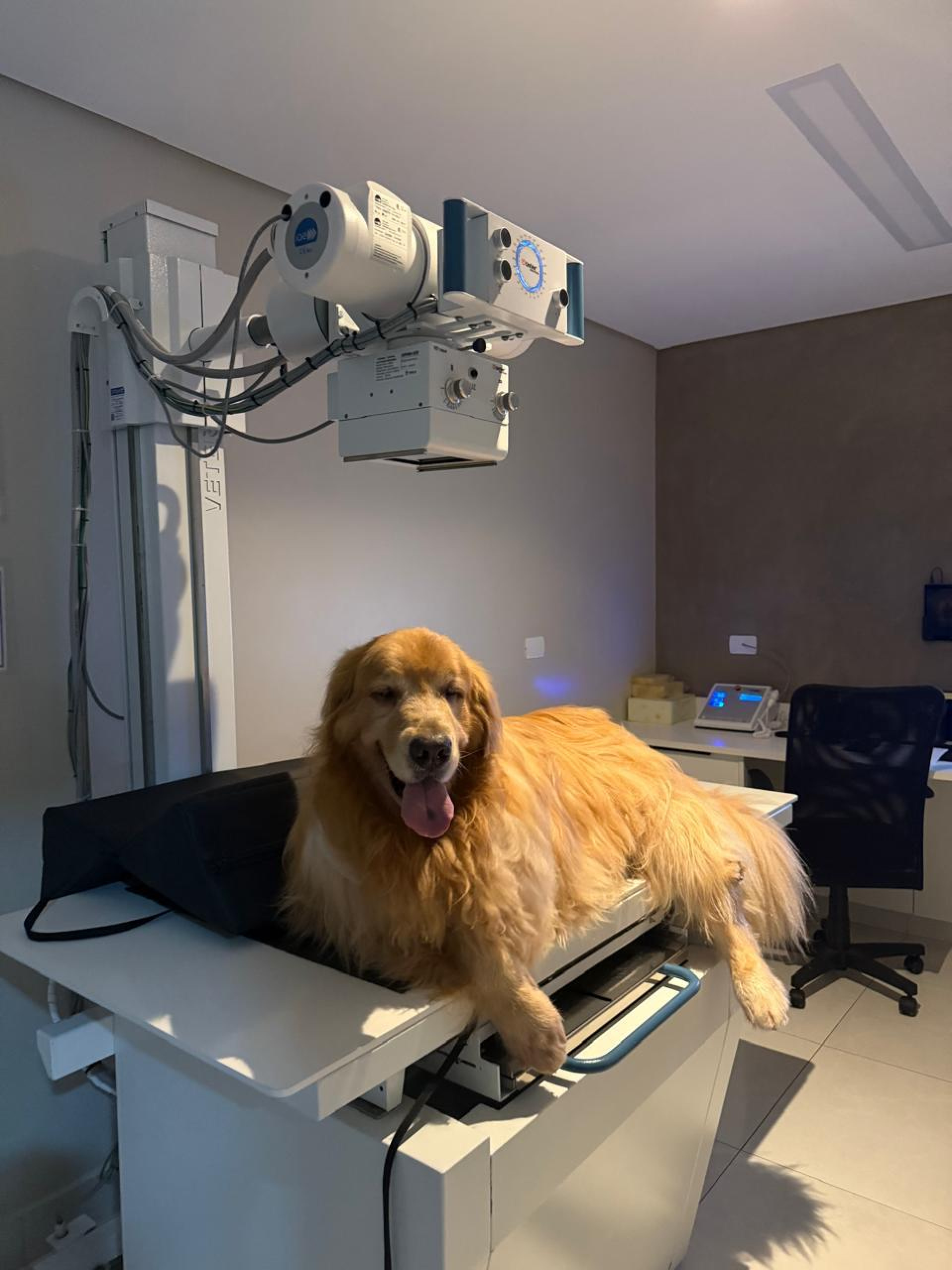 No tratamento, o animal passa atuar como mediador, em conjunto com abordagem clínica