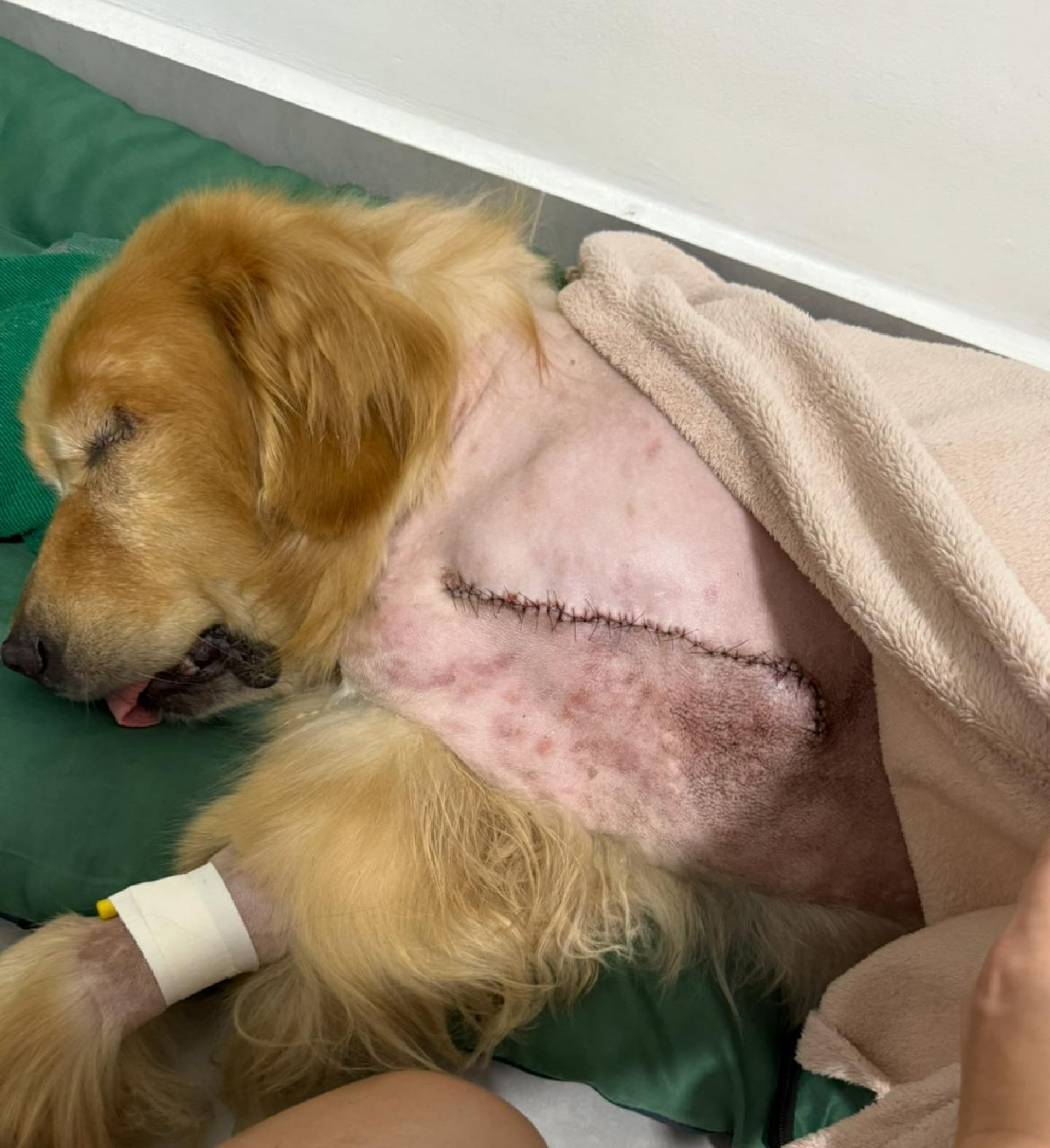 Boby, um golden retriever, se tornou símbolo de superação após se recuperar de câncer e se tornar cão terapeuta