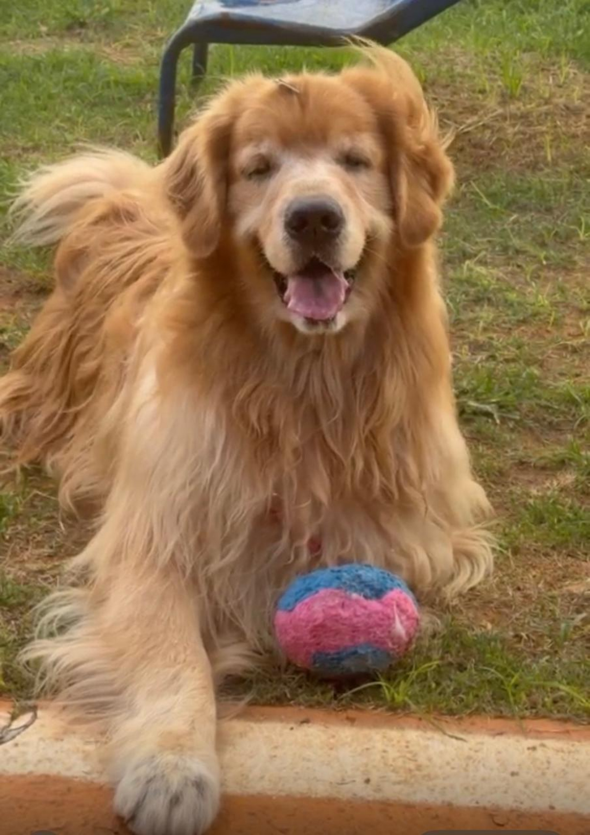 O golden retriever Boby se tornou cão terapeuta após superar câncer