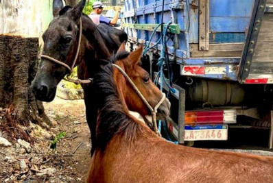 Cavalos entram pela primeira vez em feira de adoção e ampliam ação de proteção animal em Macaé