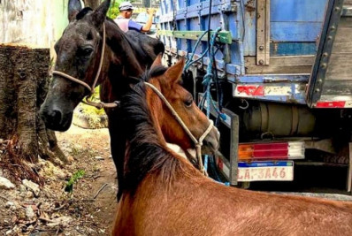 Cavalos entram pela primeira vez em feira de adoção e ampliam ação de proteção animal em Macaé