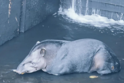 Anta é resgatada após cair em canal de hidrelétrica no interior de SP