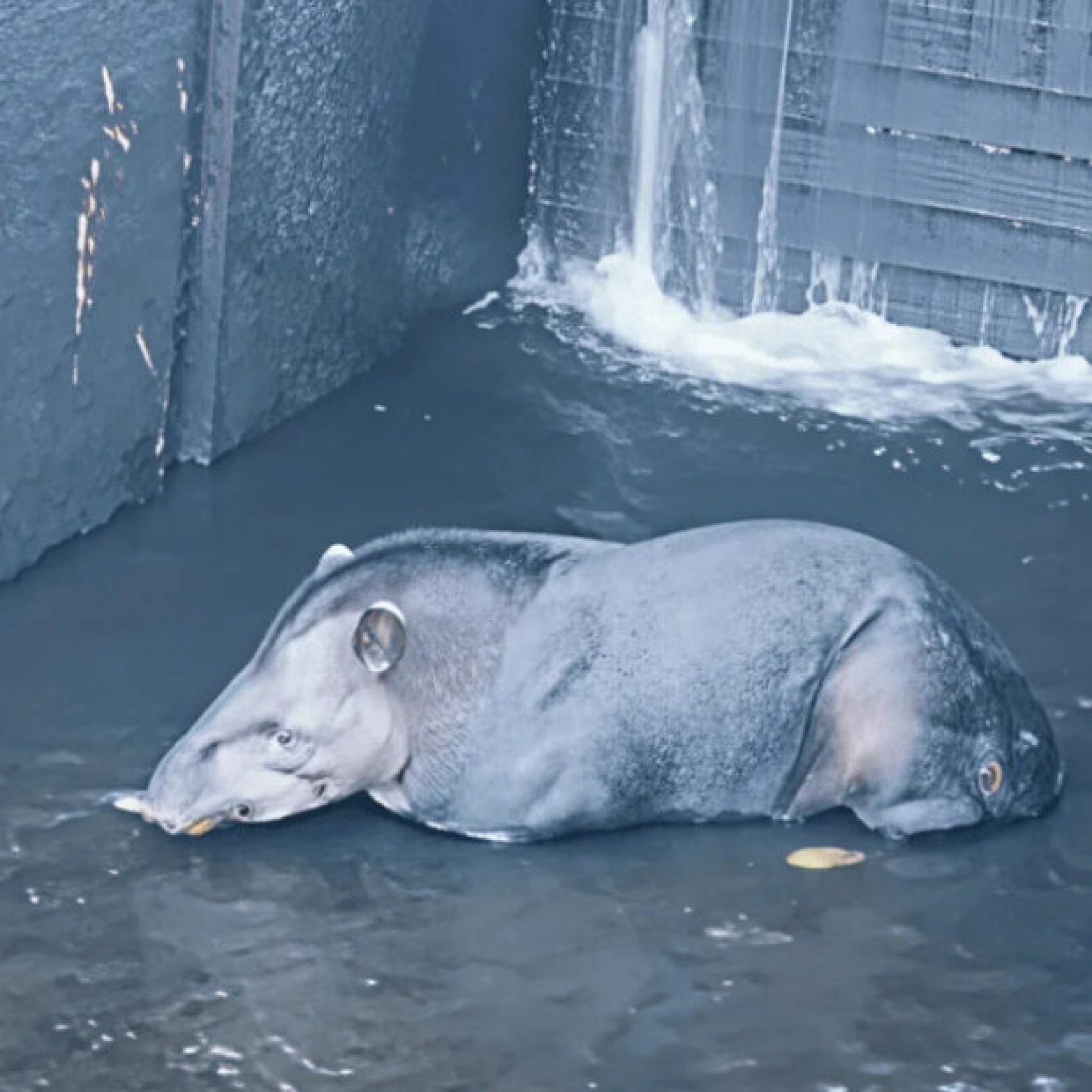Anta é resgatada após cair em canal de hidrelétrica no interior de SP