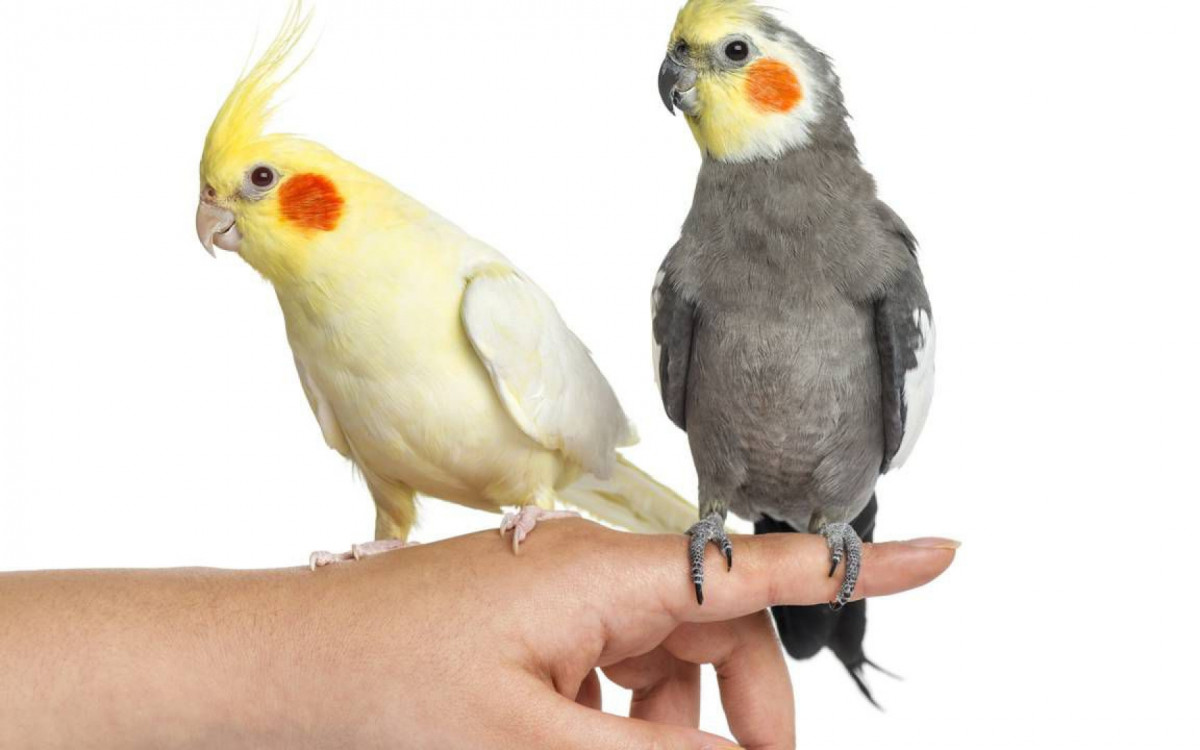 Especialistas alertam que essas aves exigem cuidados específicos, rotina adequada e acompanhamento veterinário constante
