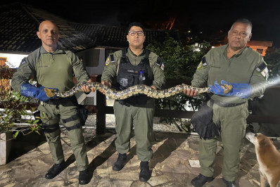 Guarda Municipal de Niterói resgata serpente no Engenho do Mato