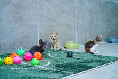 Prefeitura de Caxias entrega reforma da Secretaria de Proteção Animal